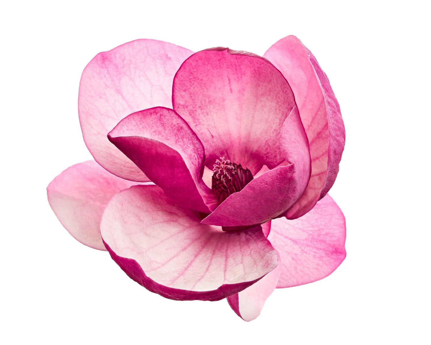BLOOMS